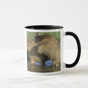 Caneca Capivara, Hydrochaeris hydrochaeris), mundo's