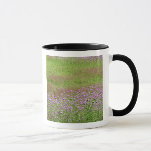 Caneca Cará-da-floresta (Daucus carota) crescendo