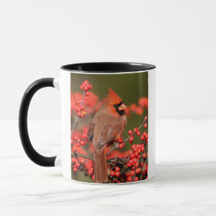 Caneca Cardeal do norte no Winterberry comum