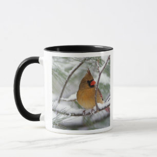 Caneca Cardinal do norte fêmea em pinheiro coberto de nev