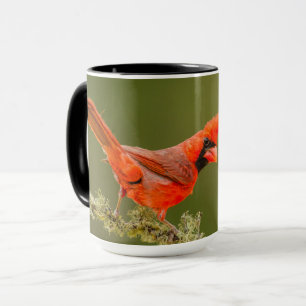 Caneca Cardinal macho no galho