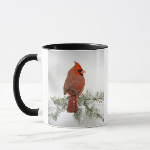 Caneca Cardinal-vermelho macho no Cedro-do-Atlas Azul
