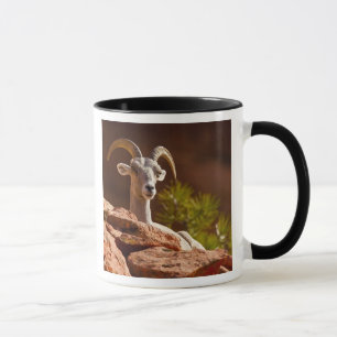 Caneca Carneiro Bighorn do deserto (Ovis canadensis nelso