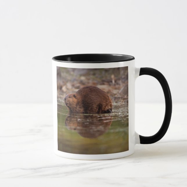 Caneca castor, Castor canadensis, vai nadar (Direita)