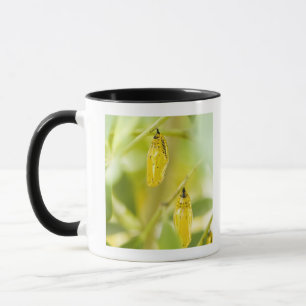 Caneca Casulo da borboleta de papel do papagaio, Okinawa