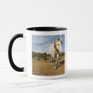 Caneca Cavalos, Aude, Languedoc-Roussillon, France