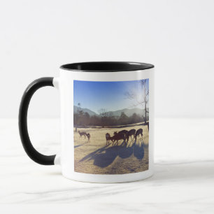 Caneca Cervos no parque em Nara, prefeitura de Nara,