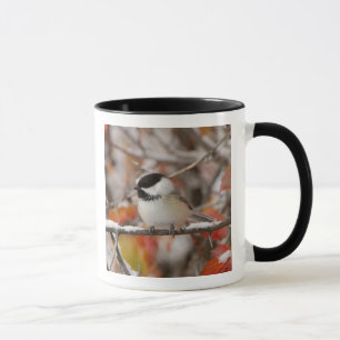 Caneca Chapim-de-cabeça-preta Adulto na Neve