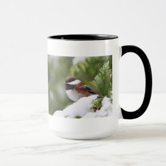 Caneca Chickadee na neve em uma árvore de cedro