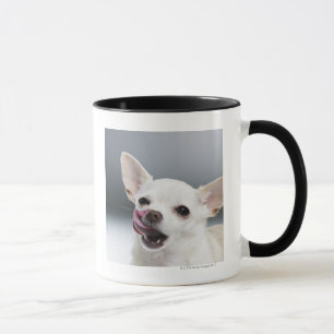 Caneca Chihuahua branca que lambe os lábios