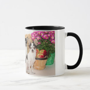 Caneca Chihuahua está no outono