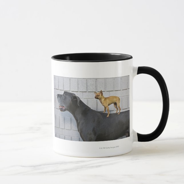 Caneca Chihuahua na parte traseira de great dane (Direita)