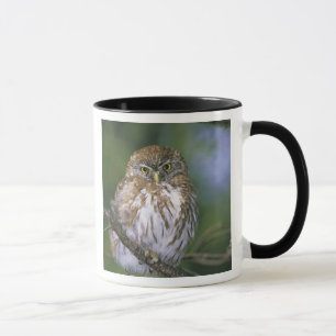Caneca Chile, Aysen. Coruja-buraqueira-jovem