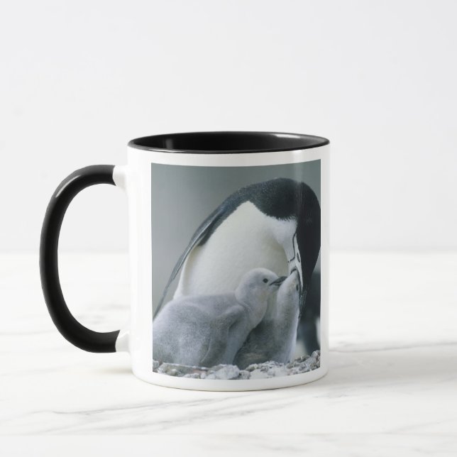 Caneca Chinstrap Penguins, Pygoscelis antarctica), (Esquerda)