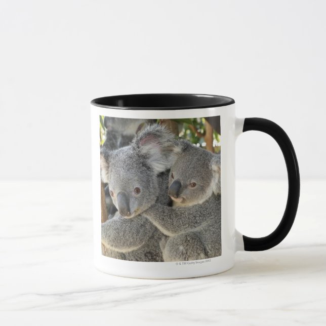 Caneca Cinereus Queensland do Phascolarctos do Koala. (Direita)