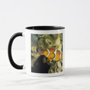 Caneca Clownfish comuns (ocellaris do Amphiprion),
