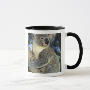 Caneca Coala, Phascolarctos cinereus), Austrália,