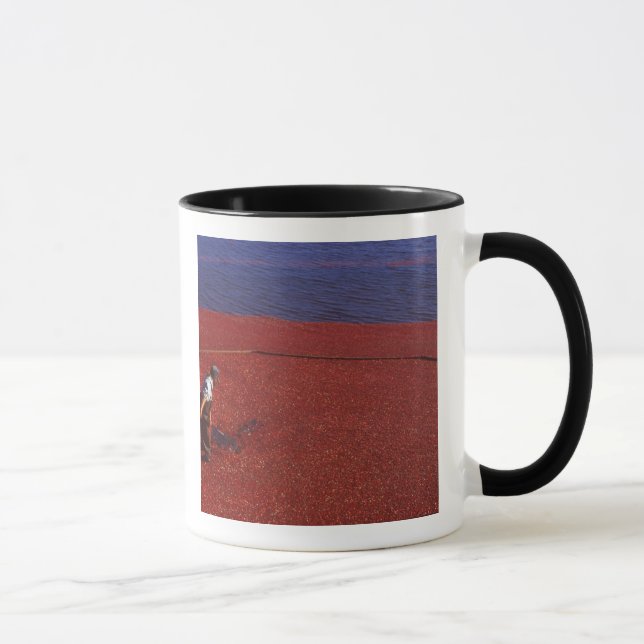Caneca Colheita de Cranberry, Middleboro, MA, EUA (Direita)