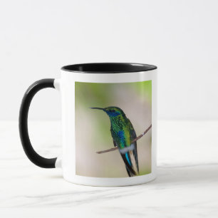 Caneca Colibri verde da Violeta-orelha