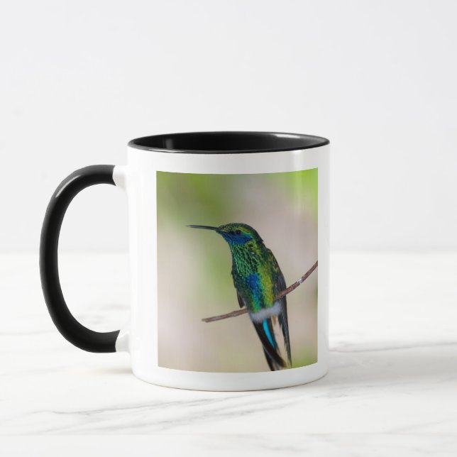 Caneca Colibri verde da Violeta-orelha (Esquerda)