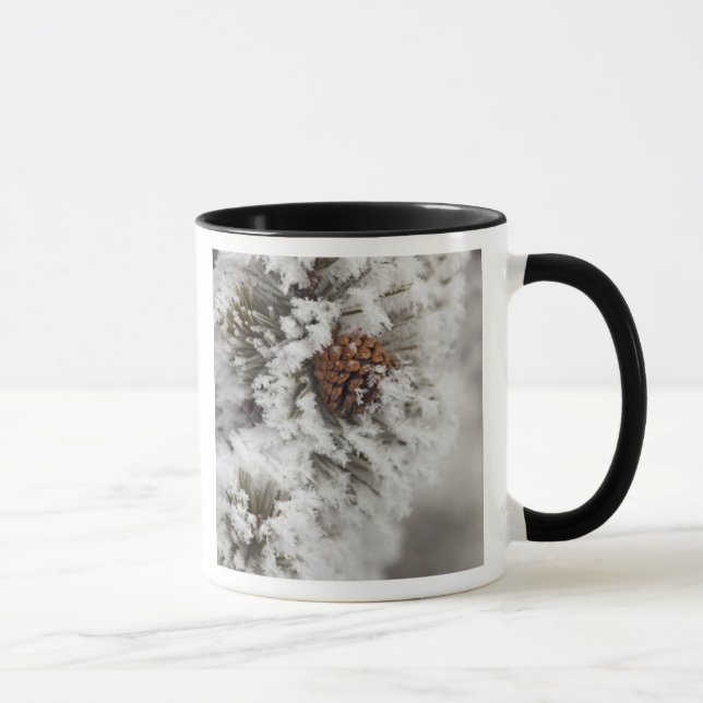 Caneca Cone Lodgepole Pine no inverno em Yellowstone (Direita)
