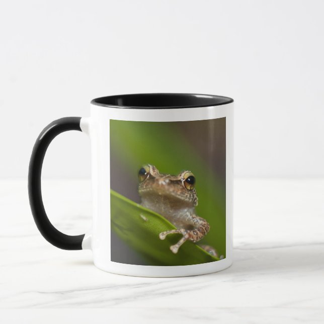 Caneca Coqui comum, Eleutherodactylus coqui (Esquerda)