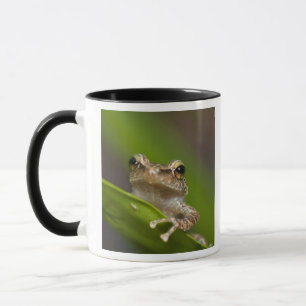 Caneca Coqui comum, Eleutherodactylus coqui, El