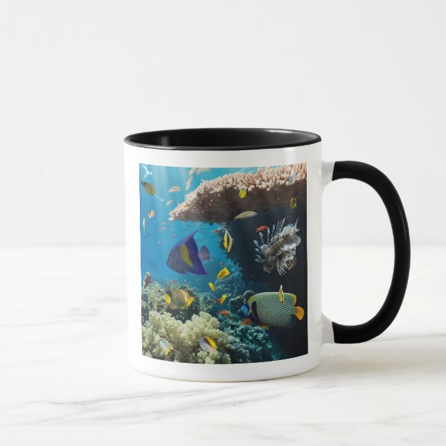 Caneca Coral e peixes no Mar Vermelho, Egipto (Direita)
