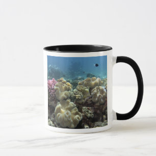 Caneca Coral, Recife Agincourt, Grande Barreira de Coral,