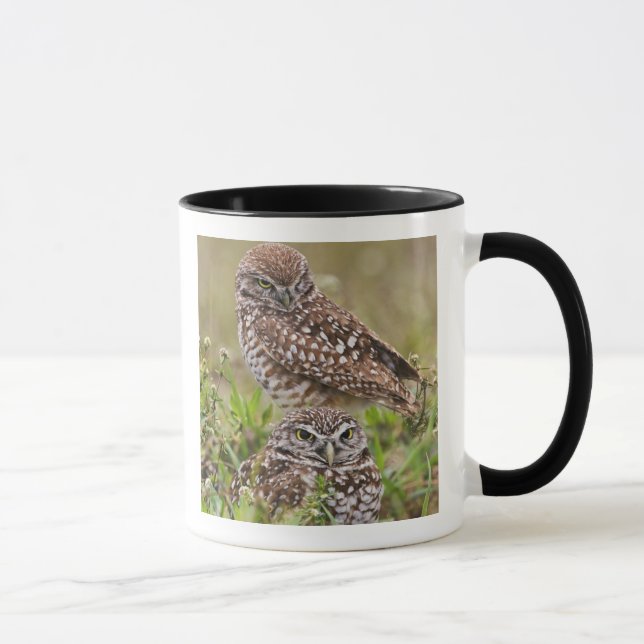 Caneca Coruja-buraqueira, Athene cunicularia, Cape Coral, (Direita)