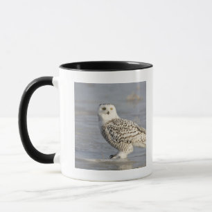 Caneca Coruja de neve sobre gelo, cauda de rato