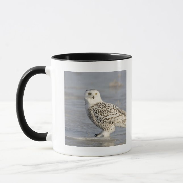 Caneca Coruja de neve sobre gelo, cauda de rato (Esquerda)