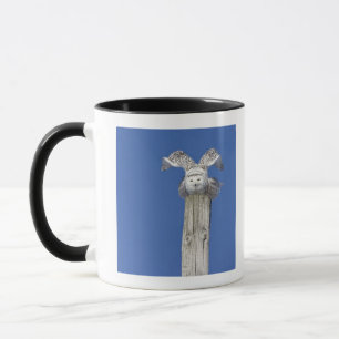 Caneca Coruja nevado sobre um pólo, preparando-se para