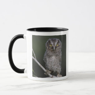 Caneca Coruja-pequena, Megascops asio, Otus 2