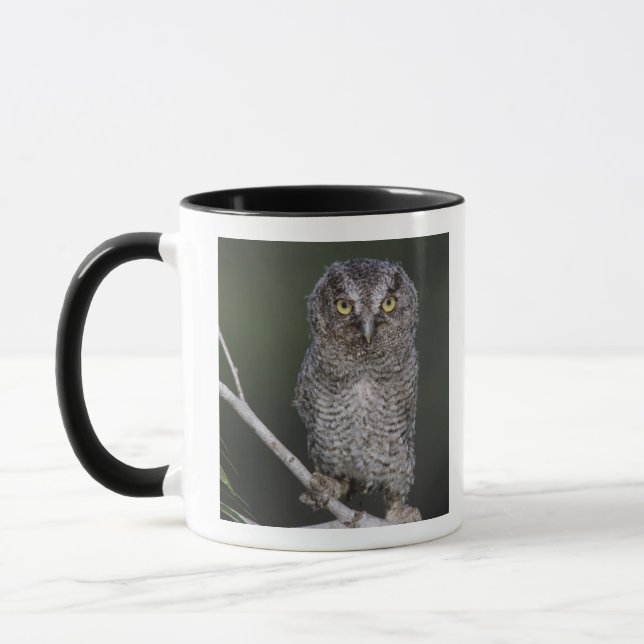 Caneca Coruja-pequena, Megascops asio, Otus 2 (Esquerda)