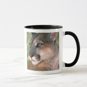 Caneca Cougar, Califórnia