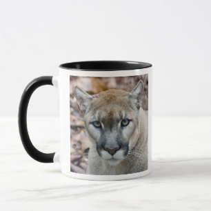 Caneca Cougar, leão da montanha, Puma da Flórida
