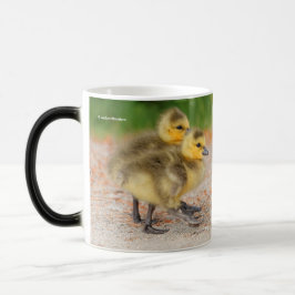 Caneca Cuteness on Parade: Canadá Goslings