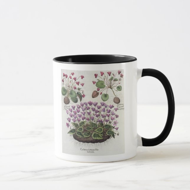Caneca Cyclamen: hederaceis dos foliis do serotinum (Direita)
