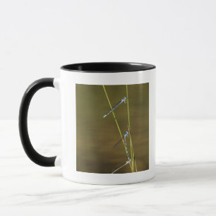 Caneca Damselflies de acoplamento