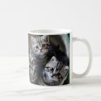 CANECA DE CAFÉ ３匹のアメリカンショートヘアの子猫たち　マグカップ