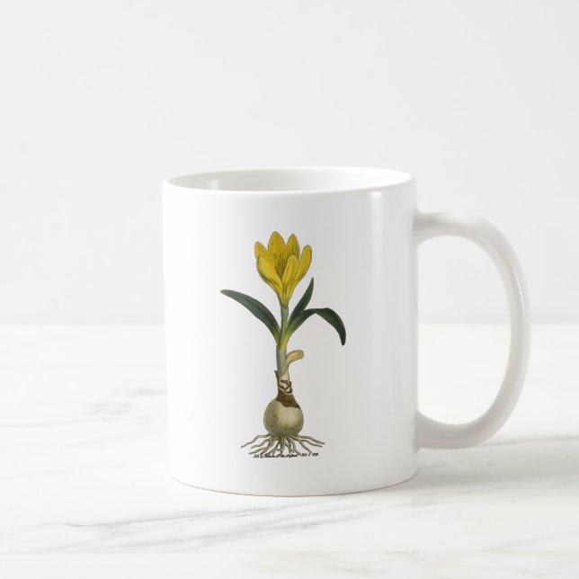 Caneca De Café Amaryllis Tulip Botanical Garden Flower (Direita)