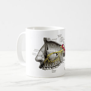 Caneca De Café Anatomia Maxillary do ser humano dos nervos