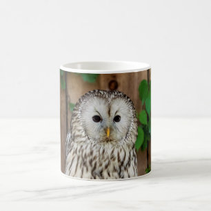 Caneca De Café Barred Owl