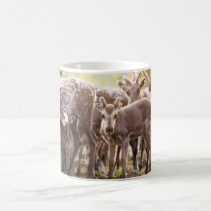 Caneca De Café Bebês Mais Pobres Svalbard Reindeer