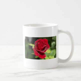 Caneca De Café Bela Rosa Vermelha Profunda