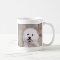 Bichon Frise