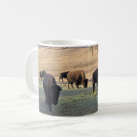 Bisontes no Colorado