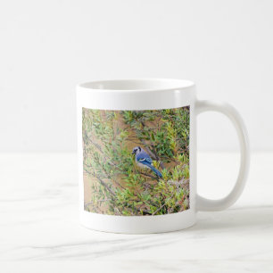 Caneca De Café Blue Jay on Wax Myrtle