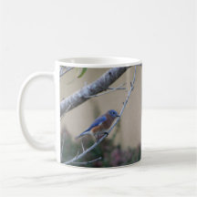 Bluebird no Branch Eastern Bluebird Amantes